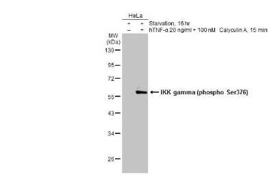 Western Blot: IKK gamma [p Ser376] Antibody [NBP3-13396]